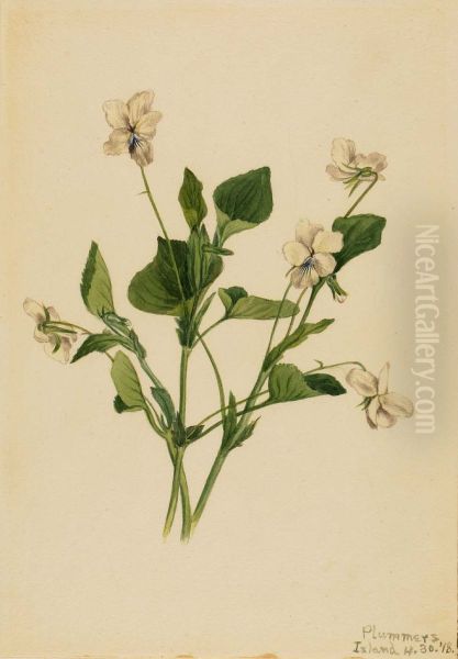 Cream Violet (Viola striata) - view 1