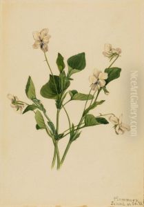 Cream Violet (Viola striata)