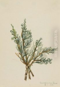 Creeping Juniper (Juniperus horizontalis)