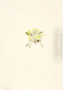 Crepis Elegans by Mary Vaux Walcott