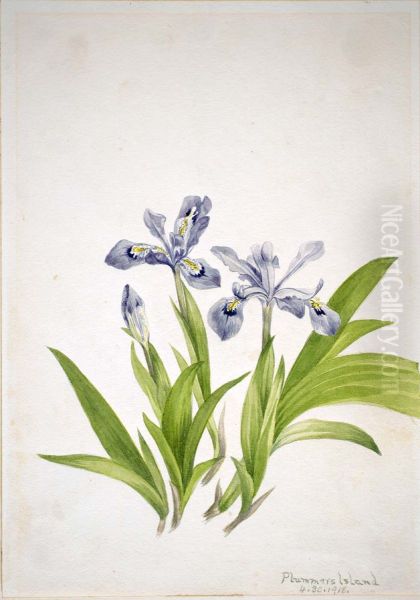 Crested Iris (Iris cristata) - view 1