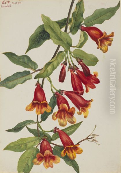 Crossvine (Anisostichus capreolatus) - view 1