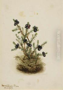 Crowberry (Empetrum nigrum)