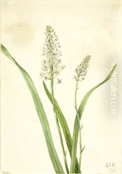 Crowpoison (Chrosperma muscaetoxicum) - view 1