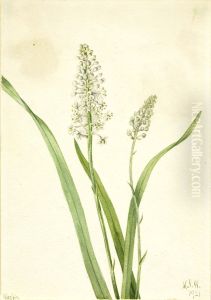 Crowpoison (Chrosperma muscaetoxicum)