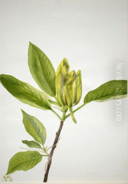 Cucumber Tree (Magnolia scuminata) - view 1