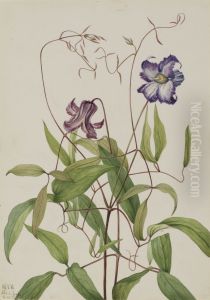Curly Clematis (Clematis crispa) by Mary Vaux Walcott