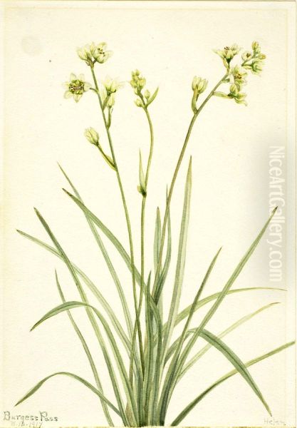 Deathcamas (Zygadenus elegans) - view 1