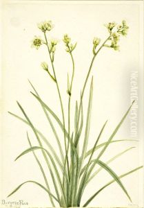 Deathcamas (Zygadenus elegans)