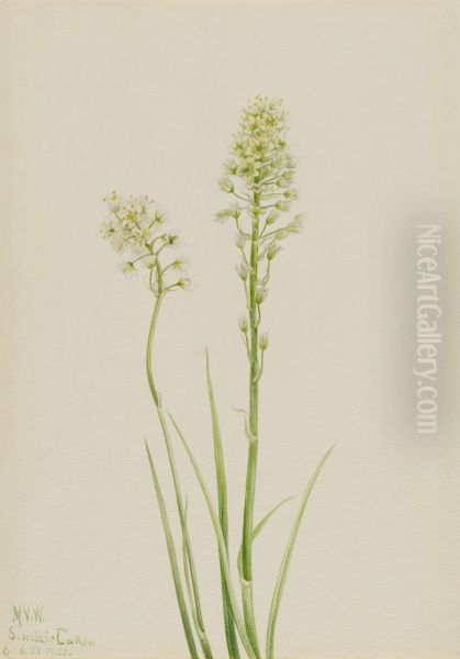 Death Camas (Zygadenus venenosus) - view 1