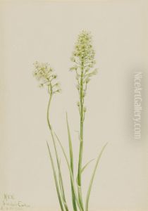 Death Camas (Zygadenus venenosus)