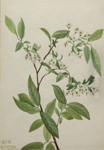 Deerberry (Polycodium stamineum)