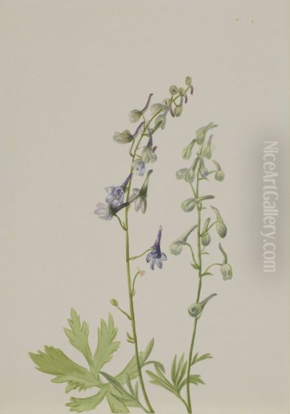 Delphinium (Delphinium scopulorum) - view 1