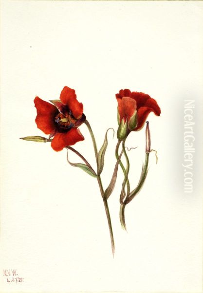 Desert Mariposa (Calochortus kennedyi) - view 1
