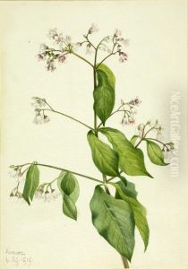 Dogbane (Apocyum androsaemfolium)