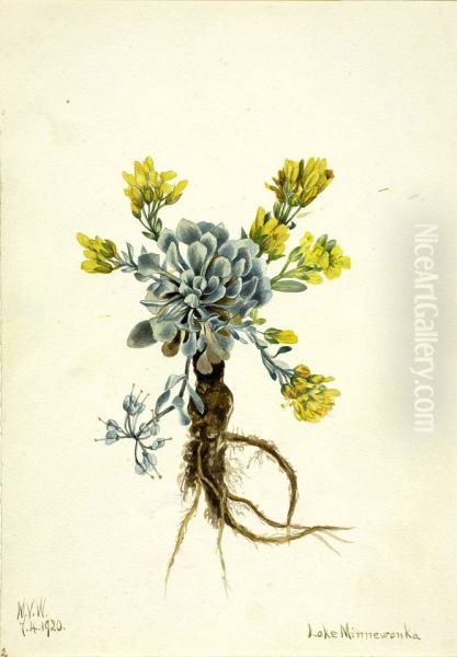 Double Bladderpod (Physaria didymocarpa) - view 1