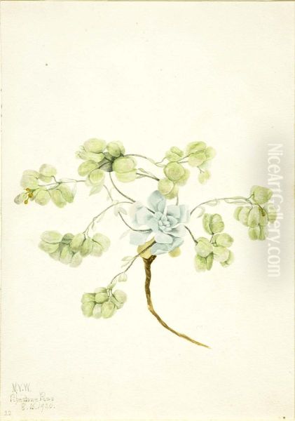 Double Bladderpod (Physaria didymocarpa) - view 1
