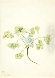 Double Bladderpod (Physaria didymocarpa) by Mary Vaux Walcott