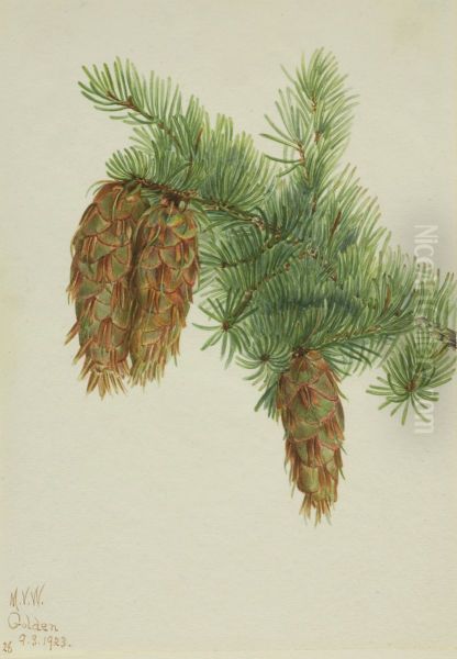 Douglas Fir (Pseudotsuga mucronata) - view 1
