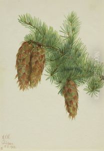 Douglas Fir (Pseudotsuga mucronata)