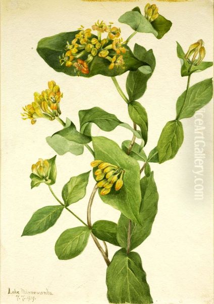 Douglas Honeysuckle (Lonicera glaucescens) - view 1