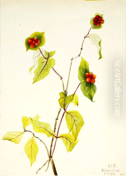 Douglas Honeysuckle (Lonicera glaucescens) - view 1