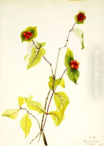 Douglas Honeysuckle (Lonicera glaucescens) by Mary Vaux Walcott