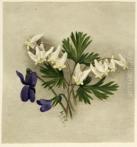 Dutchman's Breeches (Bikukulla cucullaria)