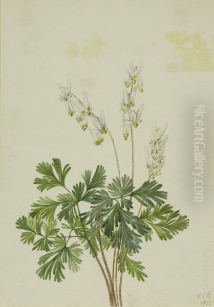 Dutchman's Breetches (Bikukulla cucullaria) - view 1