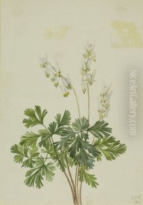 Dutchman's Breetches (Bikukulla cucullaria) by Mary Vaux Walcott