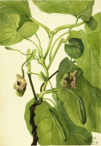 Dutchman's Pipe Dutchman's Pipe