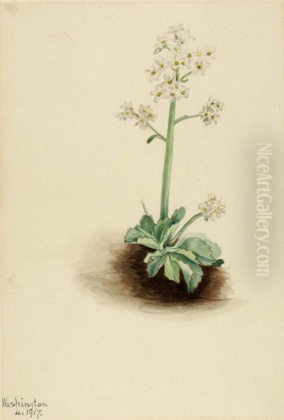 Early Saxifrage (Saxifraga virginiensis) - view 1