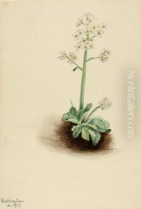 Early Saxifrage (Saxifraga virginiensis) by Mary Vaux Walcott