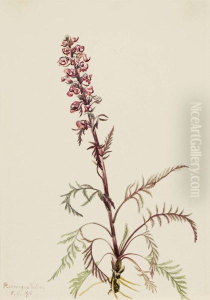 Elephanthead (Pedicularis groenlandica) - view 1