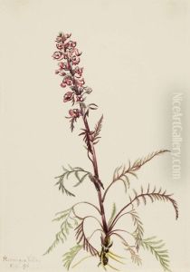 Elephanthead (Pedicularis groenlandica) Elephanthead (Pedicularis groenlandica)