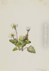 Elkslip (Caltha leptosepala) by Mary Vaux Walcott