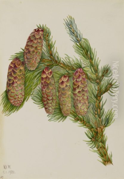 Engelmann Spruce (Picea engelmanni) - view 1