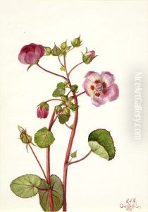 Eremalche rotundifolia