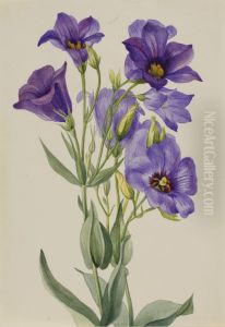 Eustoma russelianum by Mary Vaux Walcott