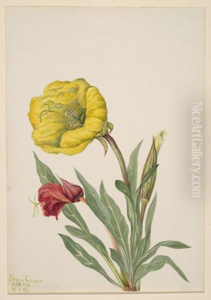 Evening Primrose (Oenothera howardi) - view 1