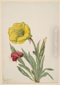 Evening Primrose (Oenothera howardi) by Mary Vaux Walcott