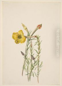 Evening Primrose (Oenothera lavandalaefolia) by Mary Vaux Walcott