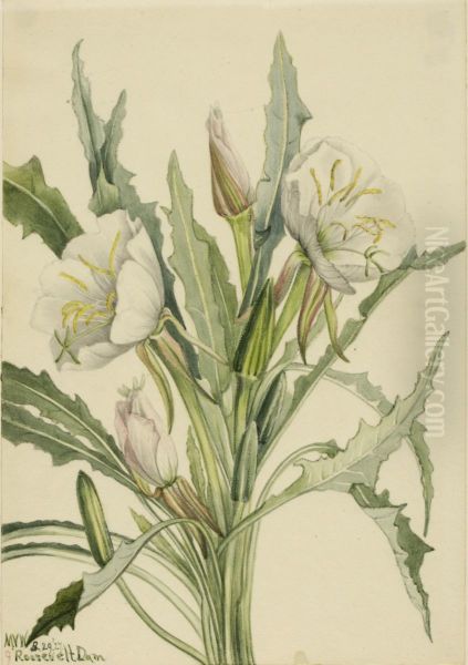 Evening Primrose (Pachyoplus hirsutus) - view 1
