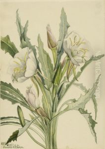 Evening Primrose (Pachyoplus hirsutus) by Mary Vaux Walcott