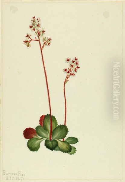 Evergreen Saxifrage (Leptarrhena pyrolifolia) - view 1