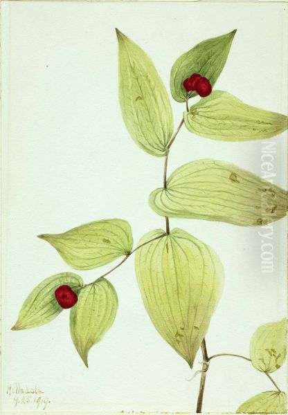 Fairy-Bells (Disporum trachycarpum) - view 1