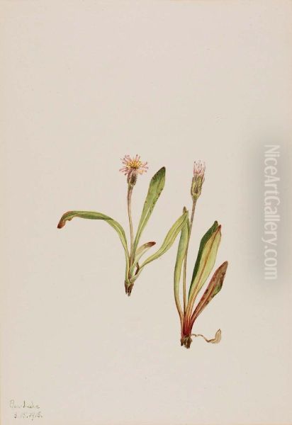 False Dandelion (Agoseris carnea) - view 1