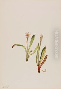 False Dandelion (Agoseris carnea)