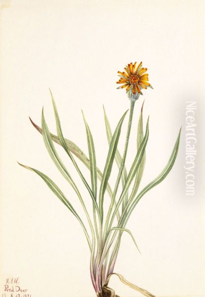 False Dandelion (Agoseris aurantiaca) - view 1