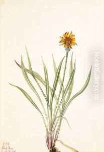 False Dandelion (Agoseris aurantiaca)